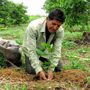 Bauer pflanzt Baum in Peru