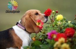 Hund schnüffelt an Blumen