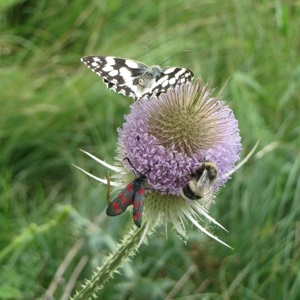Schmetterling auf Blumenwiese