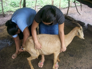 Zwei Frauen in Nicaragua pflegen eine Ziege